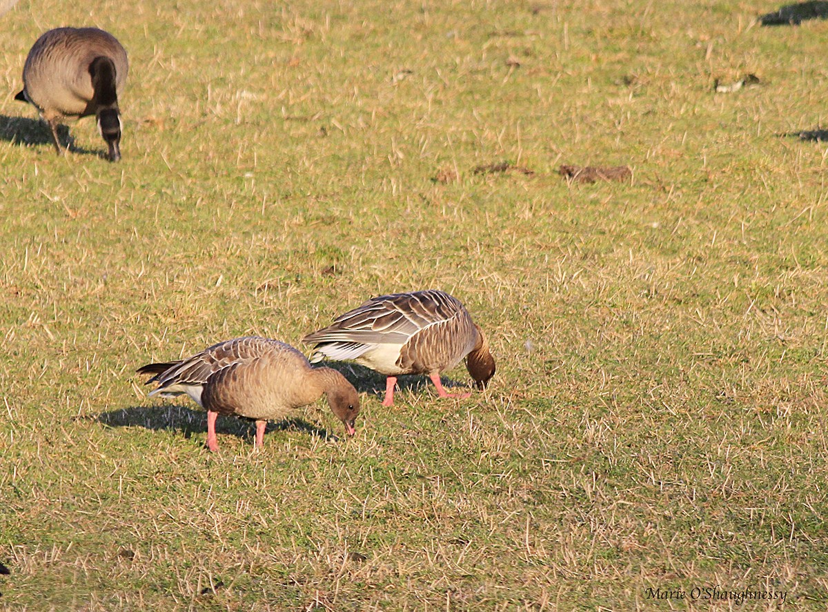 Pink-footed Goose - ML48224661