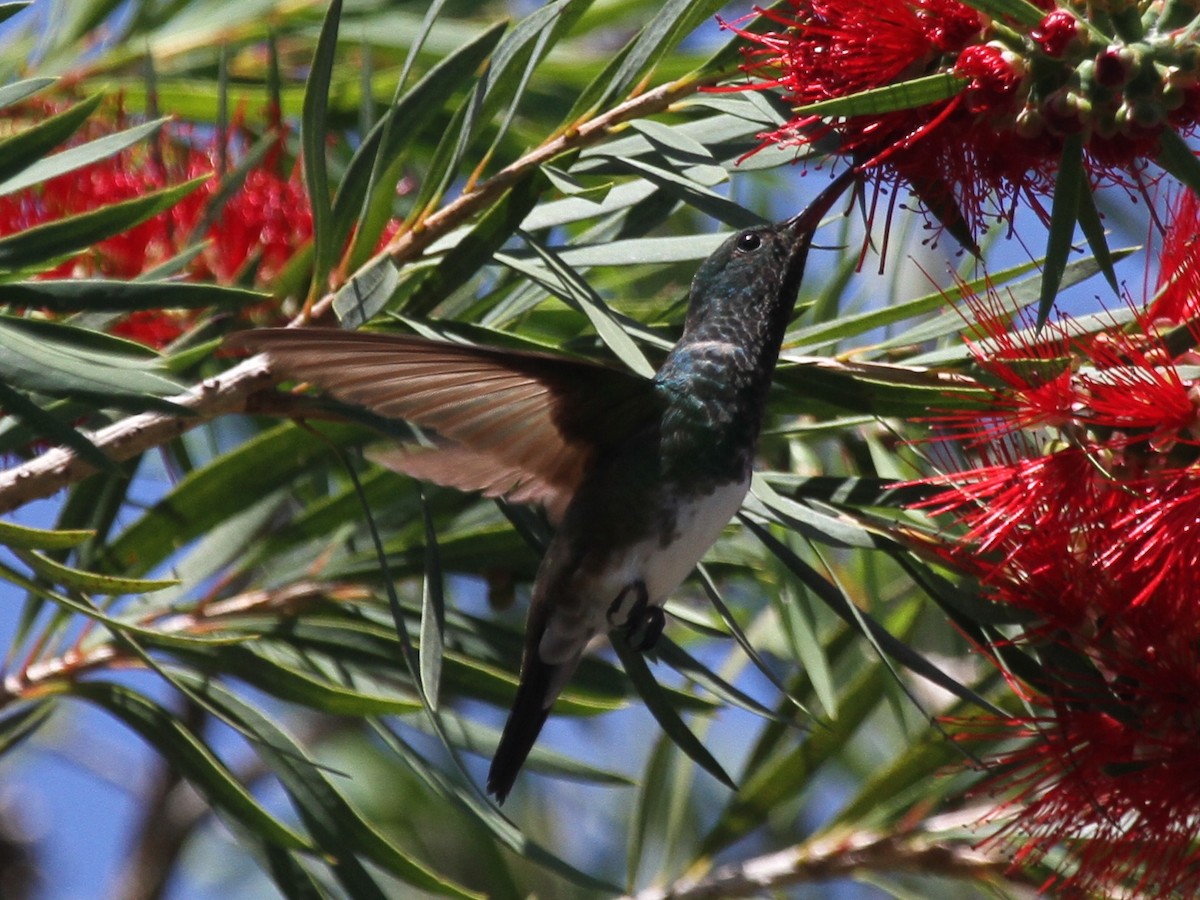 Snowy-bellied Hummingbird - Marshall Weber