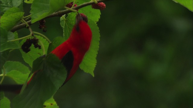 Scarlet Tanager - ML482252