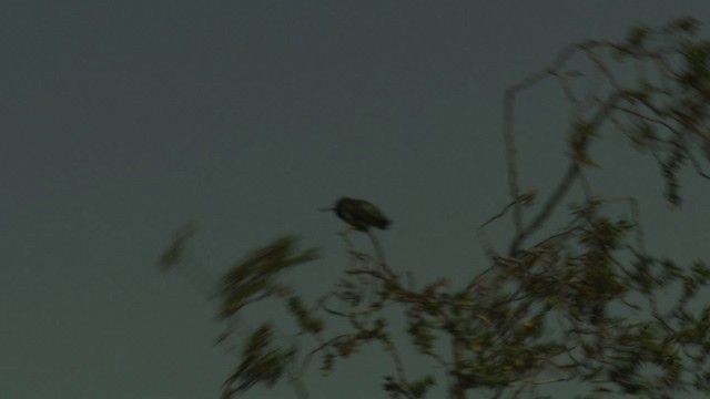 Costa's Hummingbird - ML482254