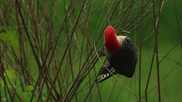 Red-bellied Woodpecker - ML482256