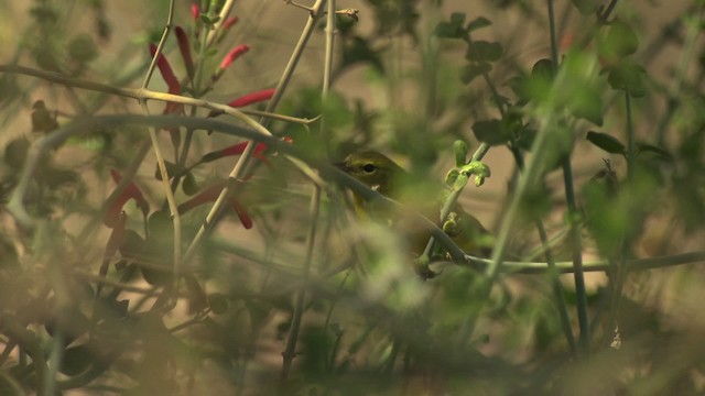 Orange-crowned Warbler - ML482257