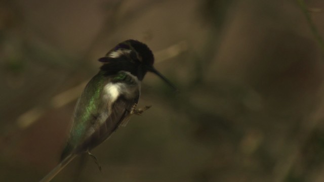 Costa's Hummingbird - ML482260