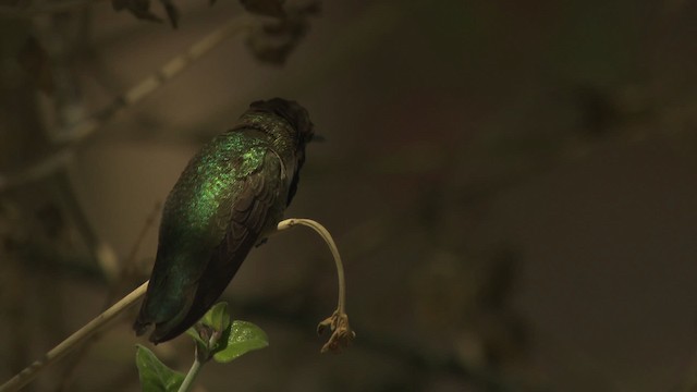 Costa's Hummingbird - ML482263