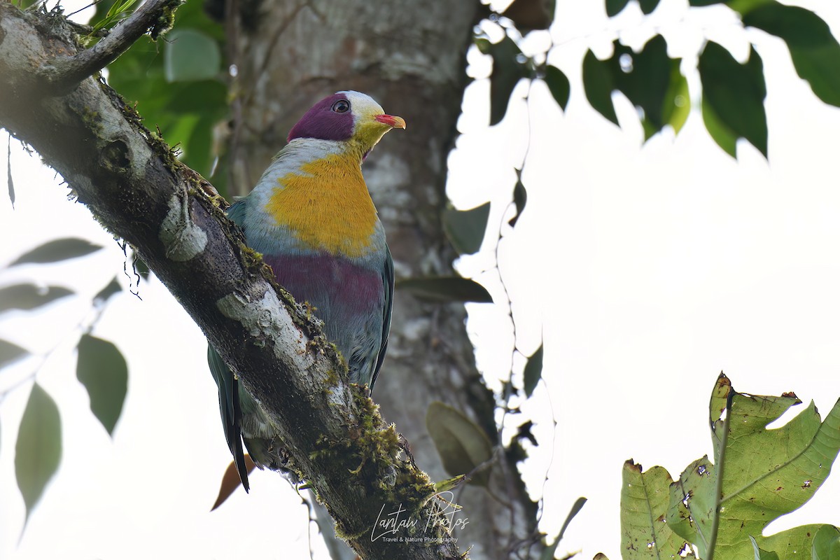 Yellow-breasted Fruit-Dove - ML482266231