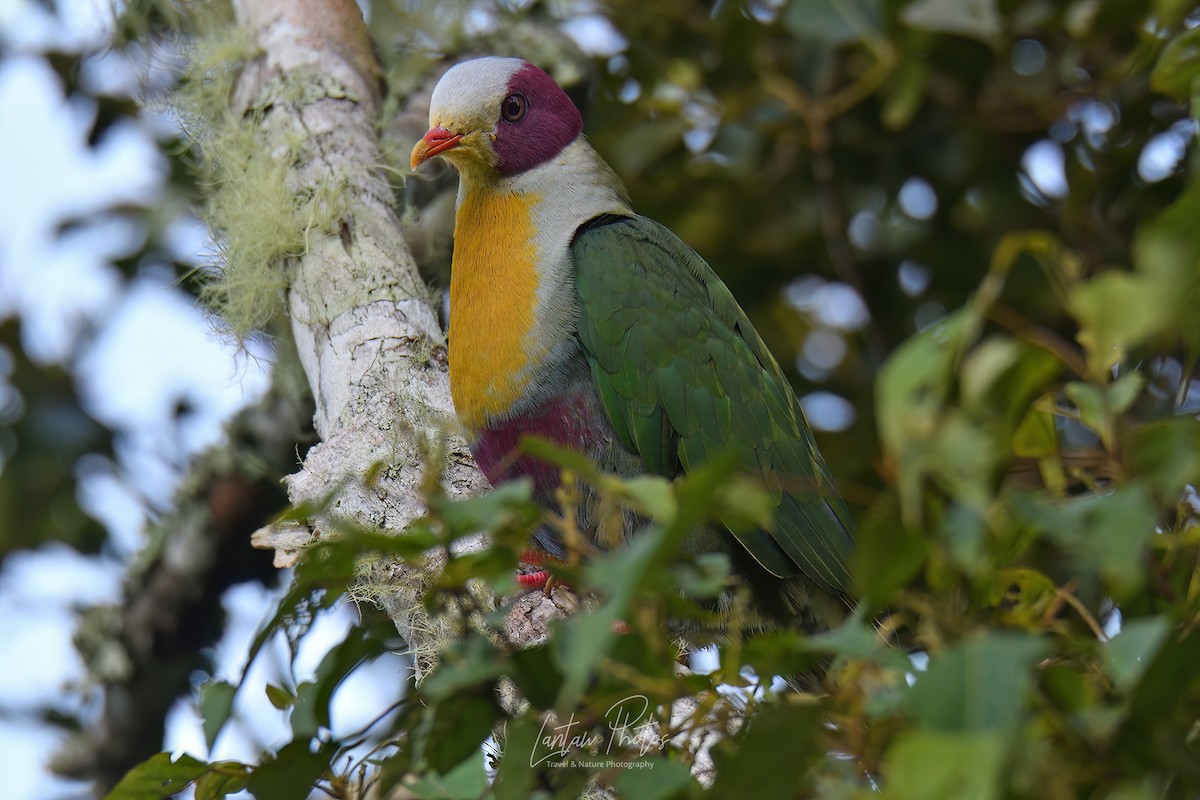 Yellow-breasted Fruit-Dove - ML482266241