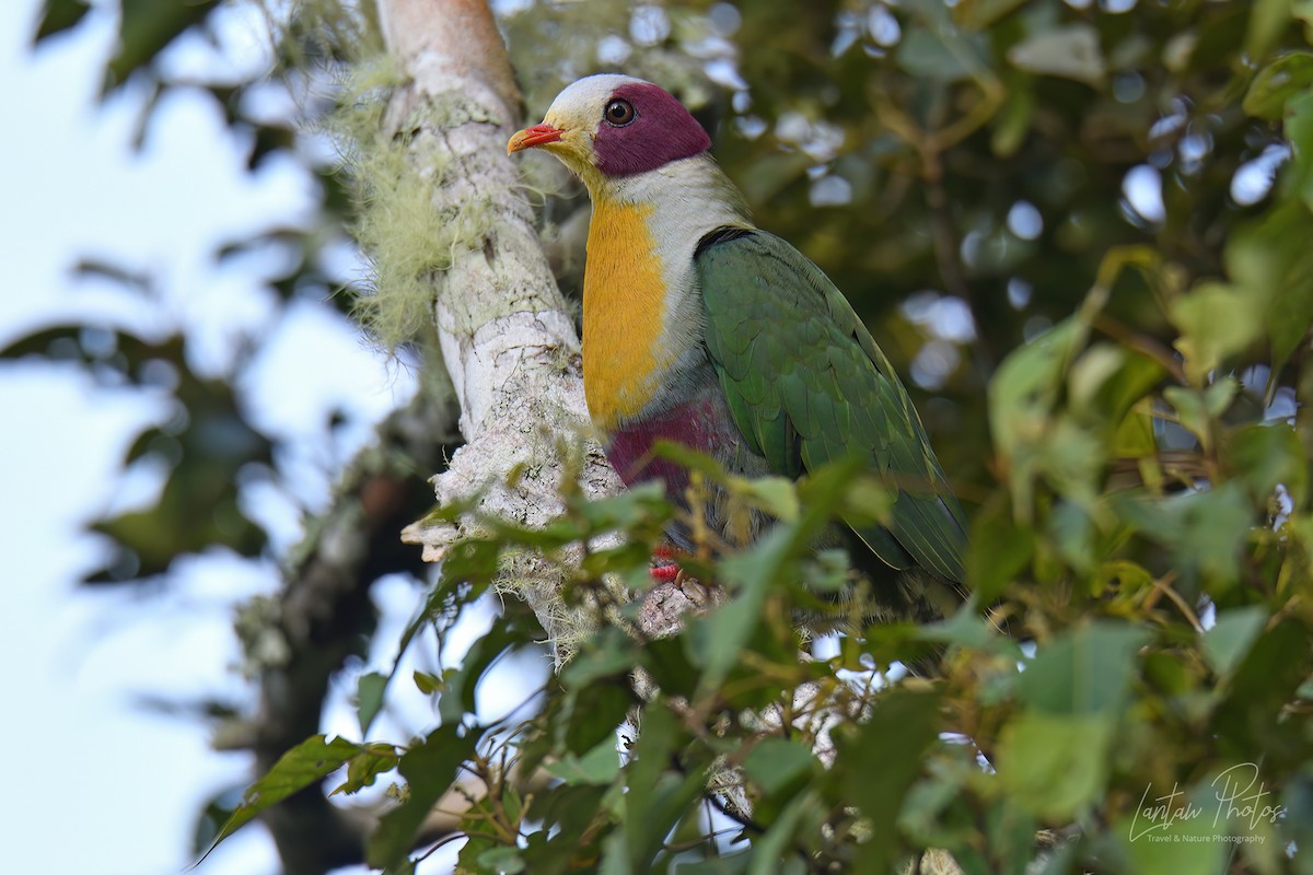 Yellow-breasted Fruit-Dove - ML482266251