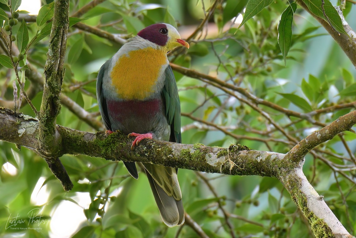 Yellow-breasted Fruit-Dove - ML482266271