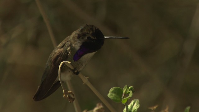 Costa's Hummingbird - ML482267