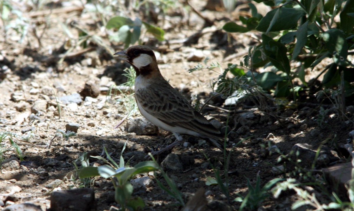 Fischer's Sparrow-Lark - ML482270101