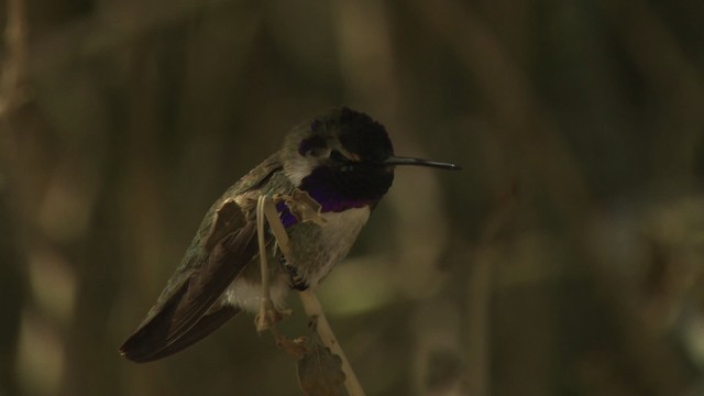 Costa's Hummingbird - ML482272
