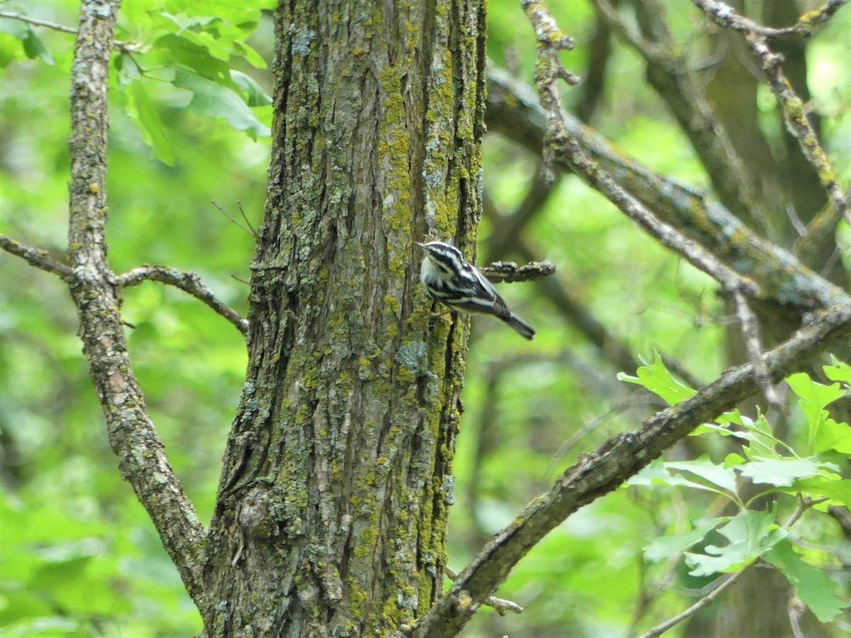 Black-and-white Warbler - ML482272171