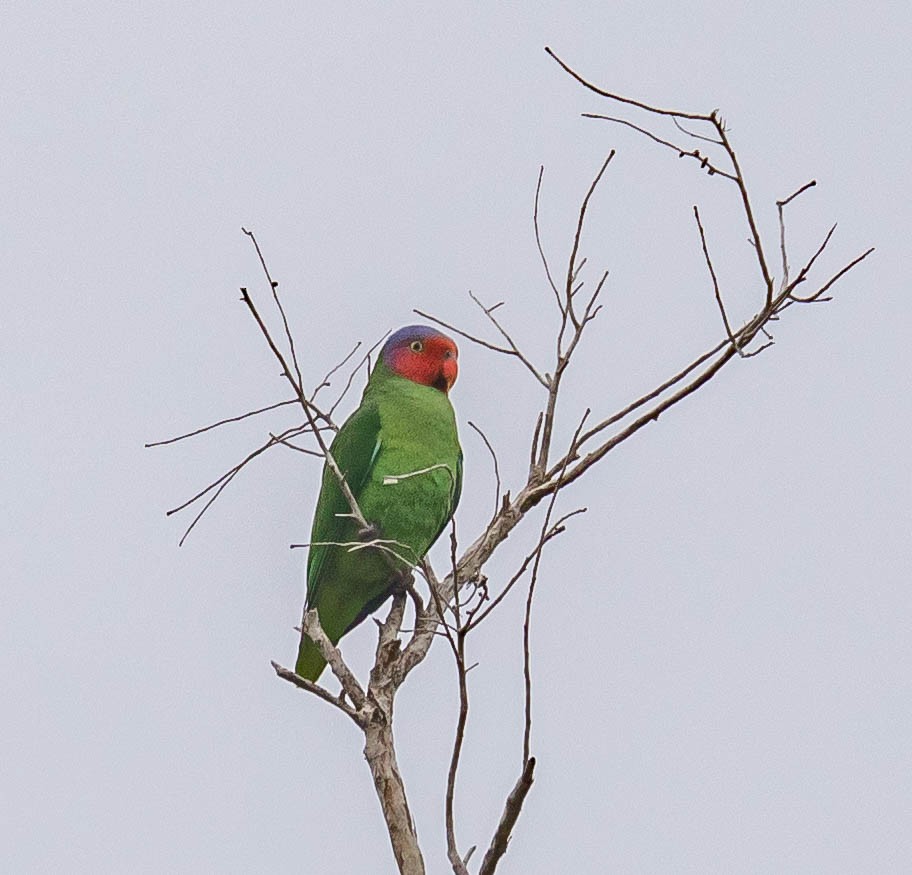 Red-cheeked Parrot - ML482272371