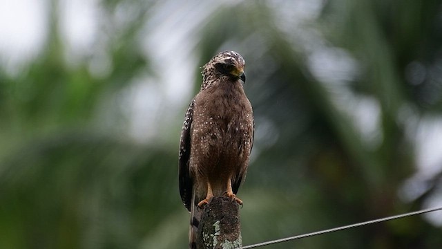 Crested Serpent-Eagle - ML482272641