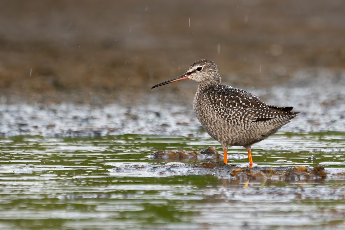 Spotted Redshank - ML482276971