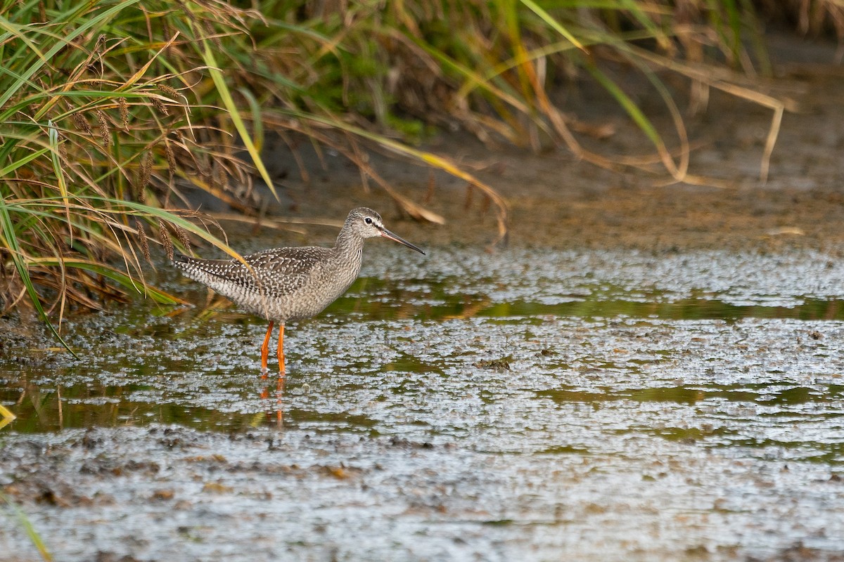 Spotted Redshank - ML482276981