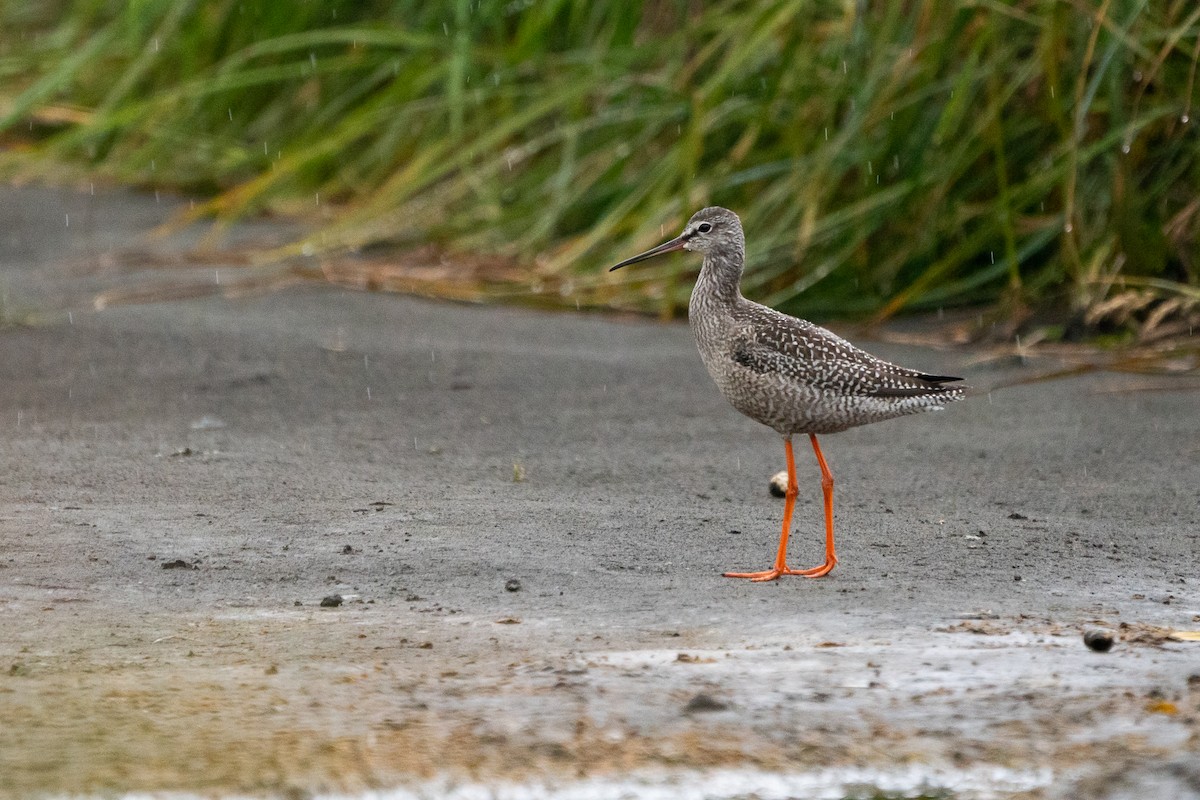 Spotted Redshank - ML482277001