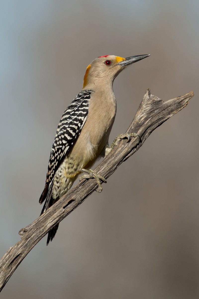 Golden-fronted Woodpecker - ML48227701