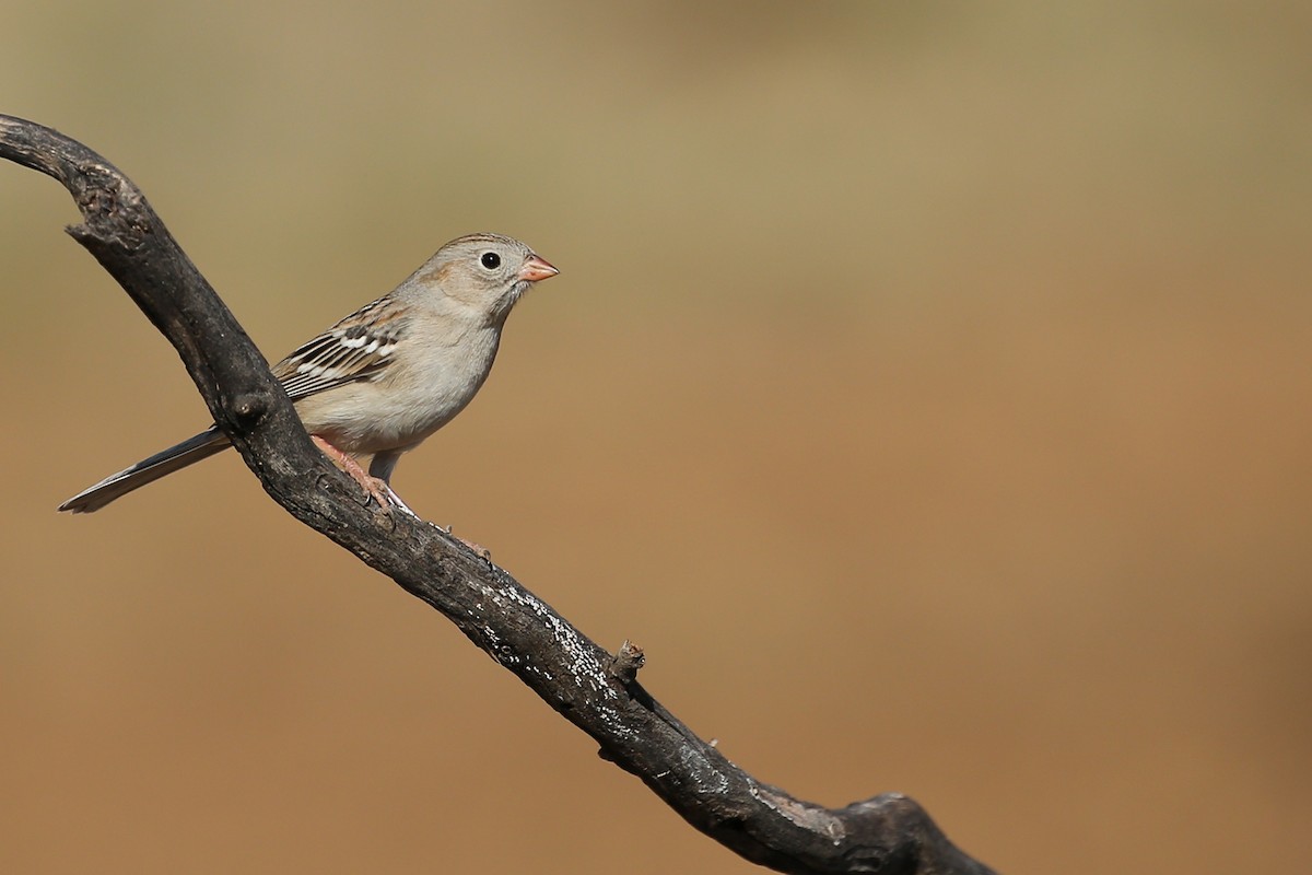 Field Sparrow - ML48227771