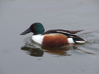 Northern Shoveler, ML48228201