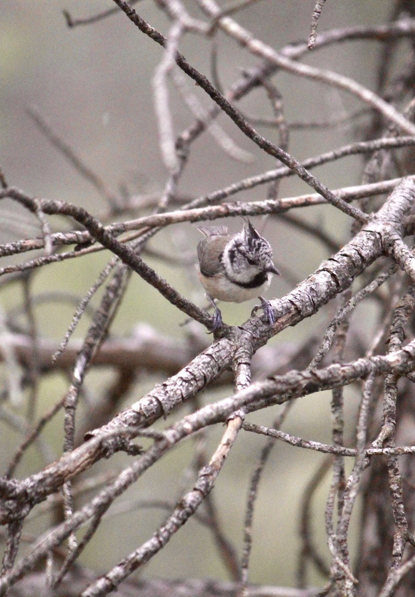 Crested Tit - ML482282741
