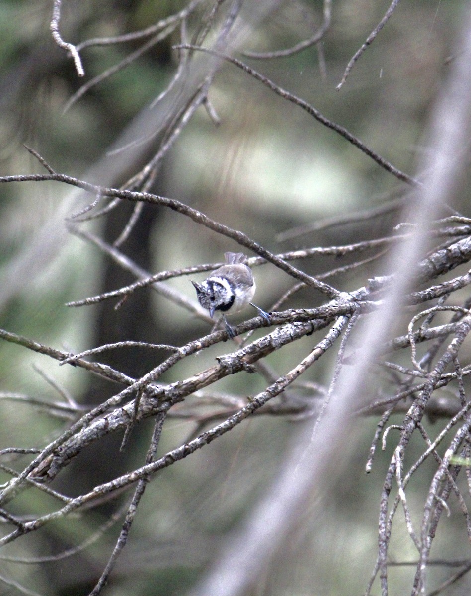 Crested Tit - ML482282751