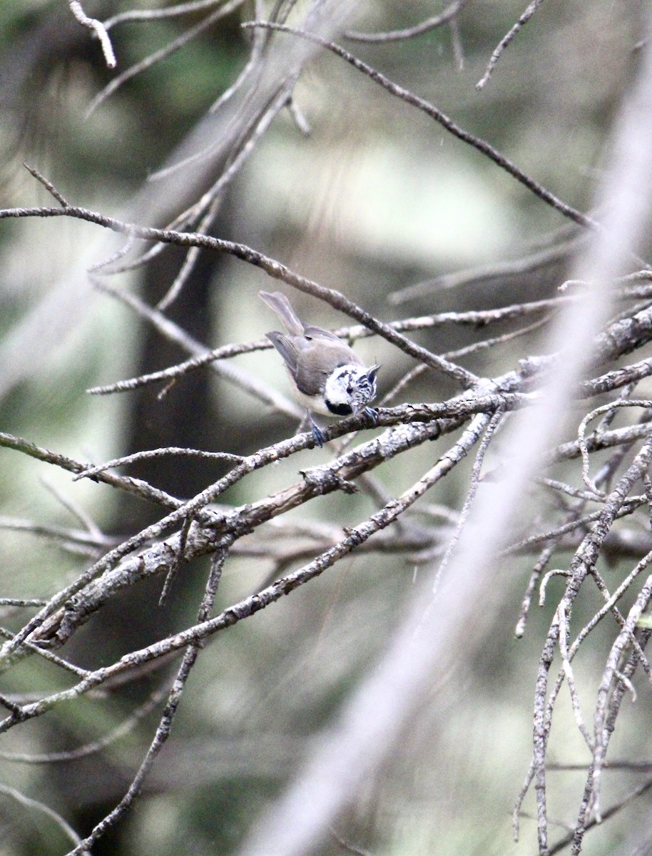 Crested Tit - ML482282761