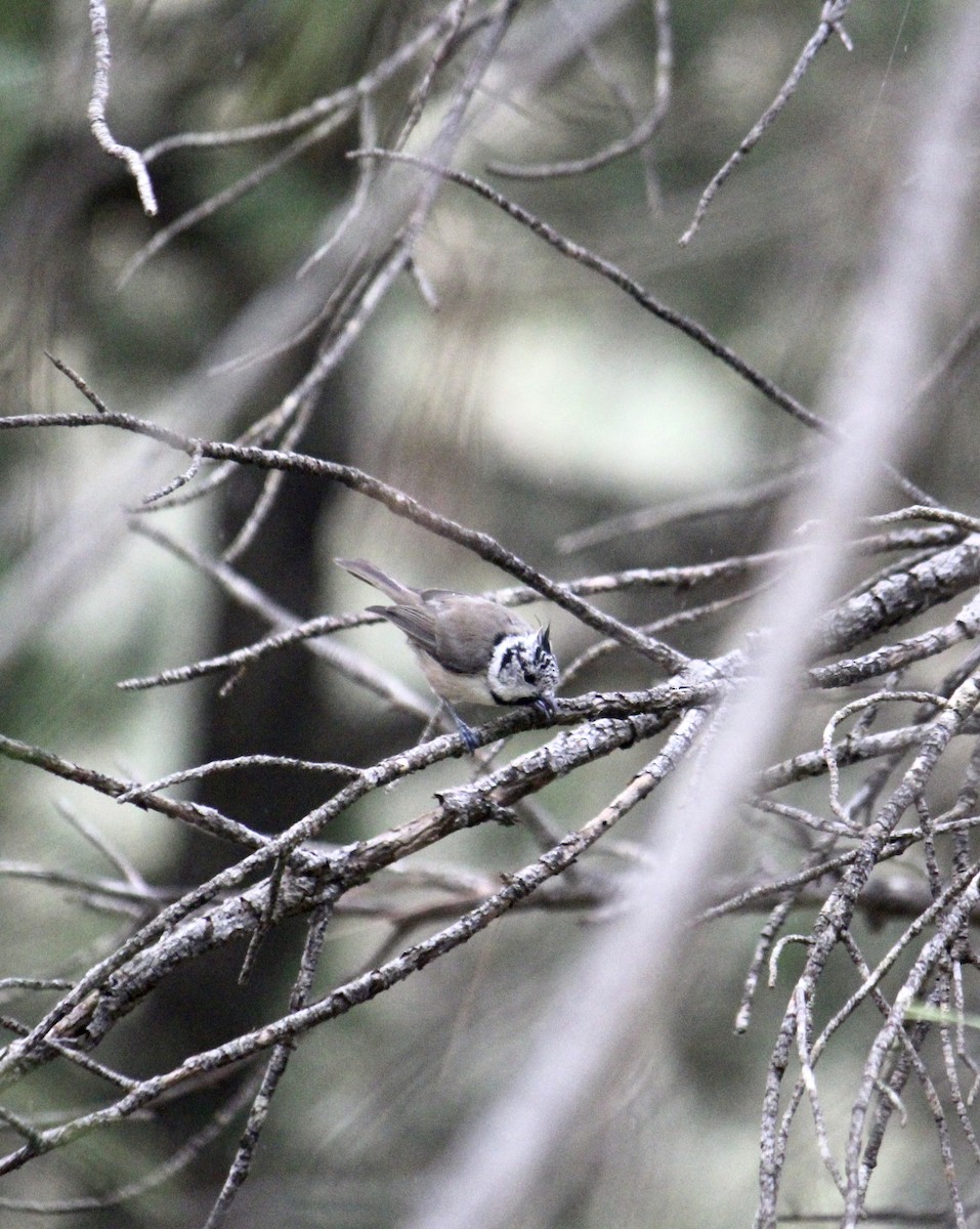 Crested Tit - ML482282771