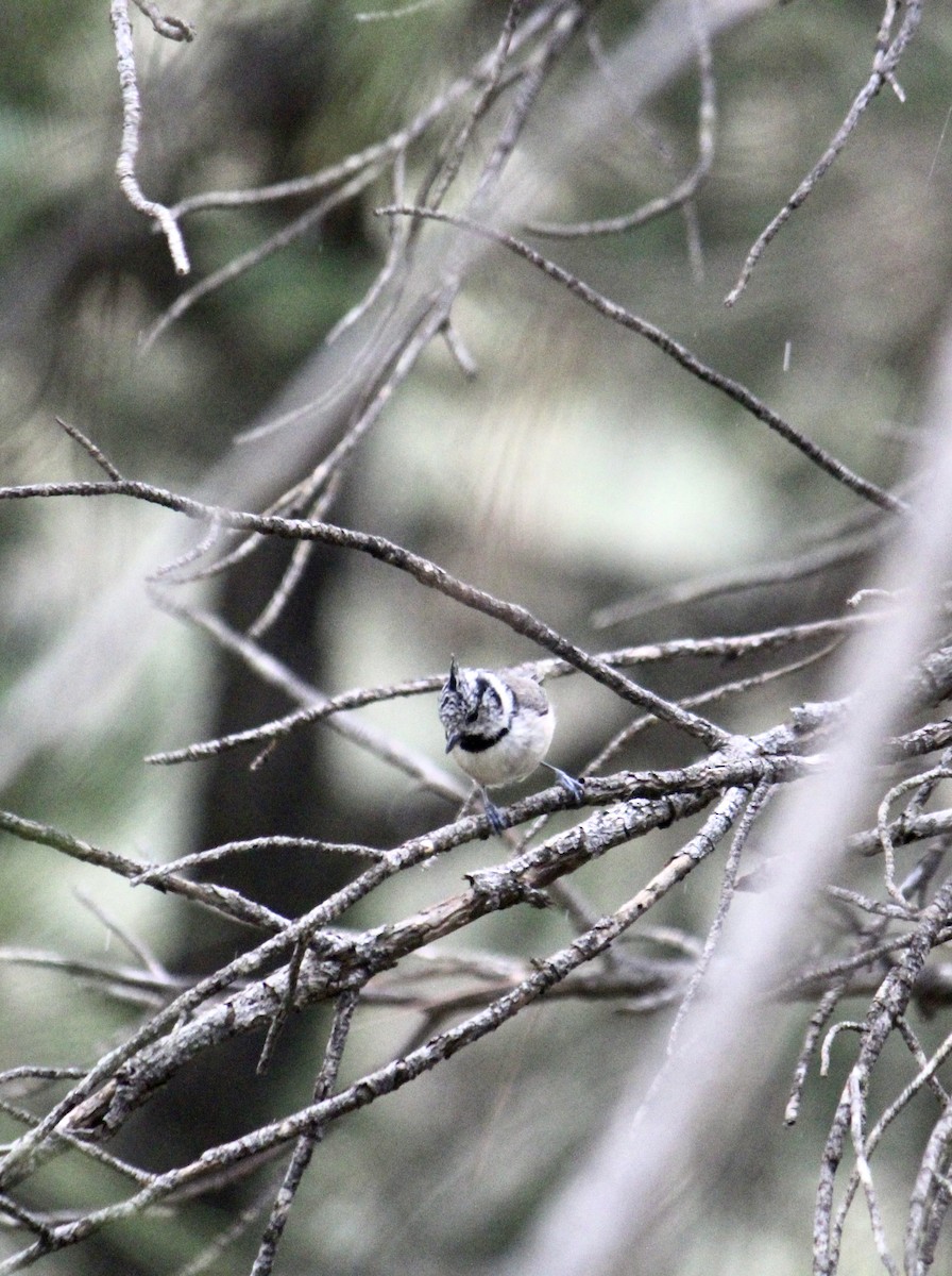 Crested Tit - ML482282781