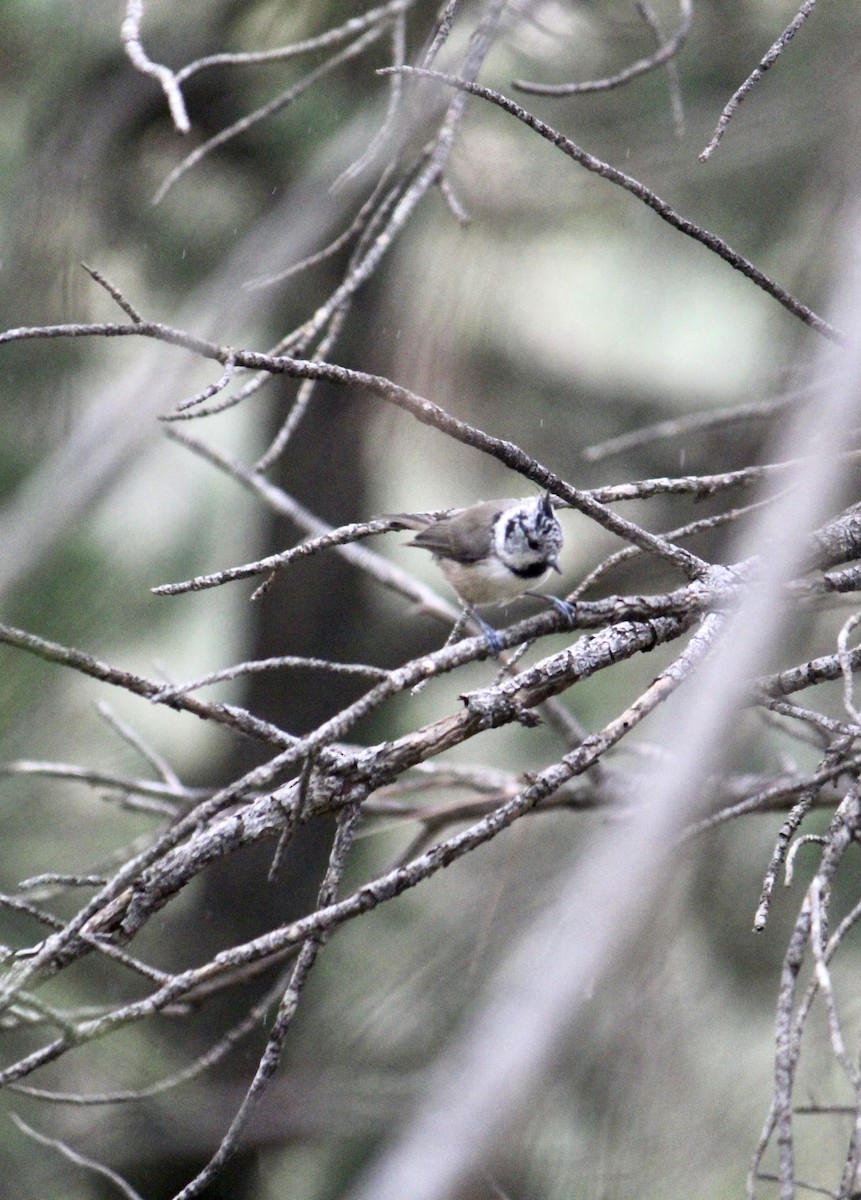 Crested Tit - ML482282791