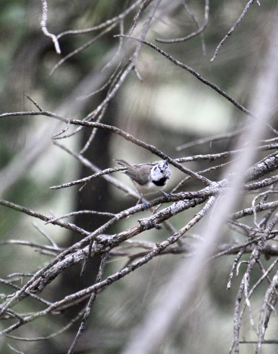 Crested Tit - ML482282801