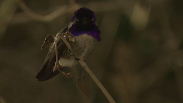 Costa's Hummingbird - ML482284