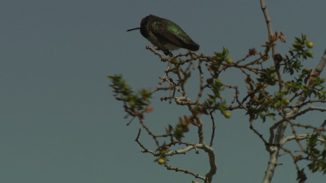 Costa's Hummingbird - ML482285