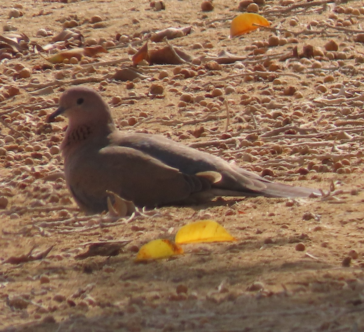 Laughing Dove - ML482293561