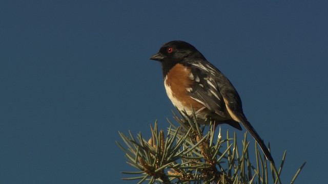 Spotted Towhee - ML482294