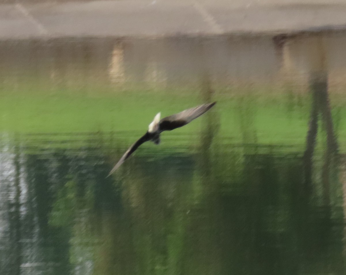 White-winged Tern - Ute Langner