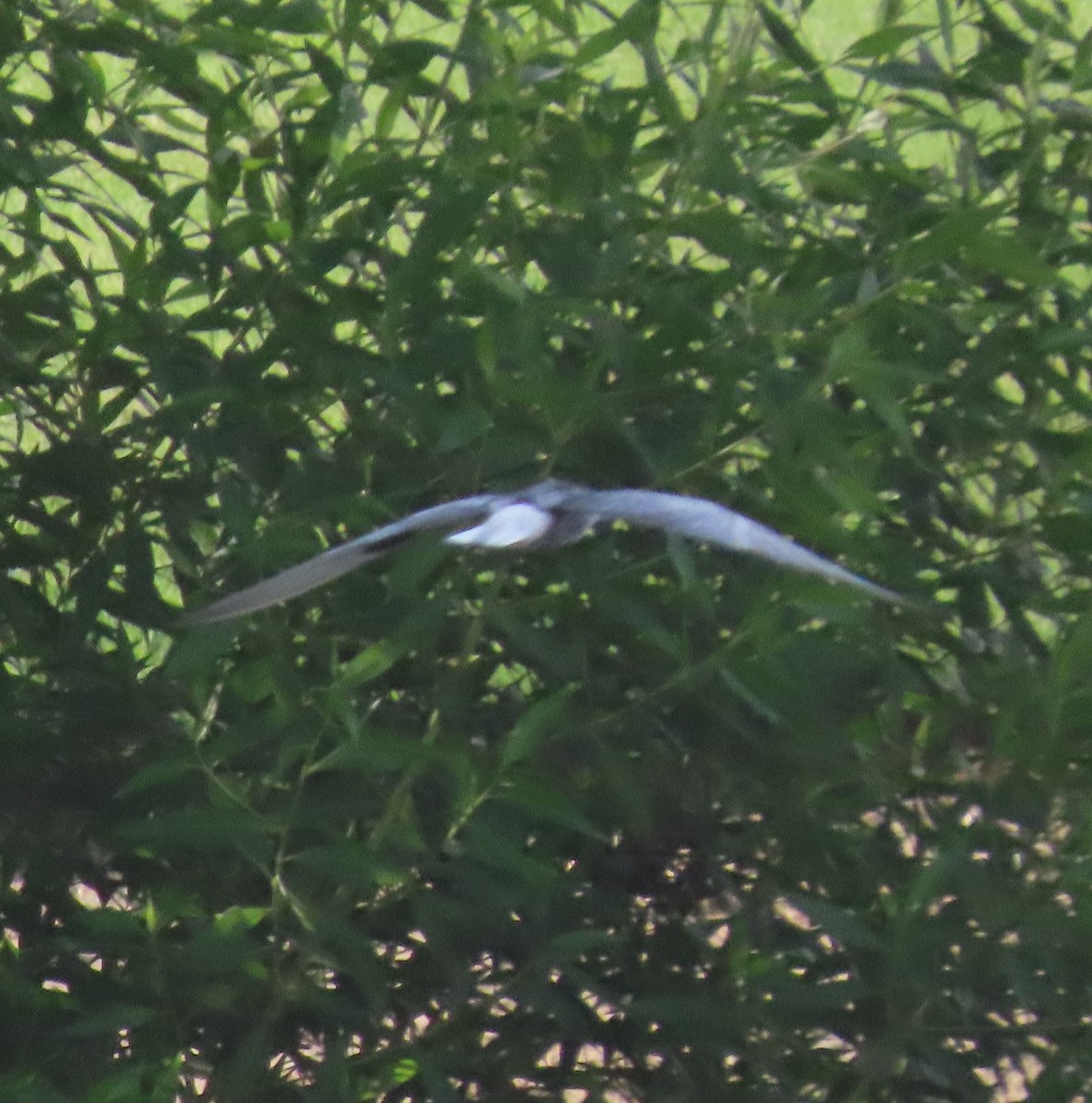 White-winged Tern - ML482294091