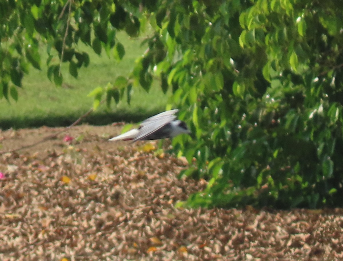 White-winged Tern - ML482294101