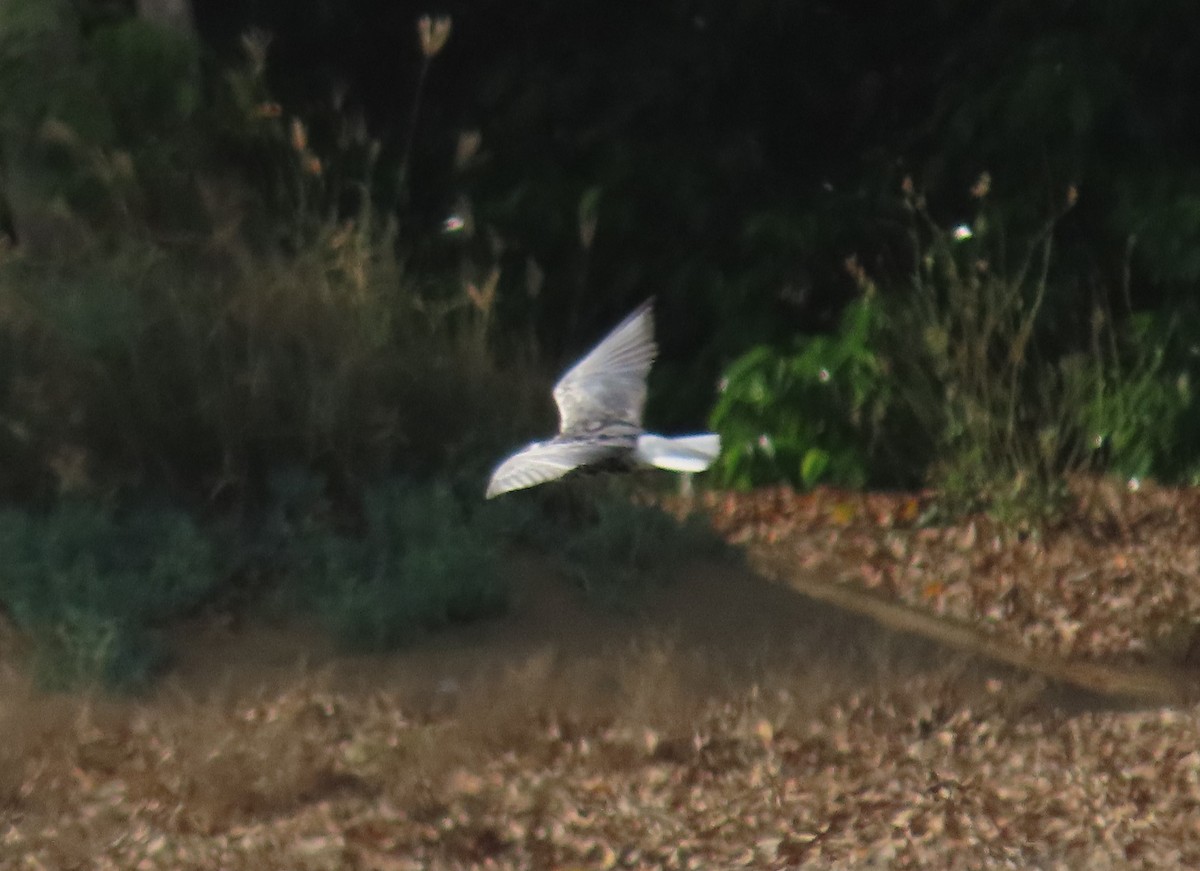 White-winged Tern - ML482294111