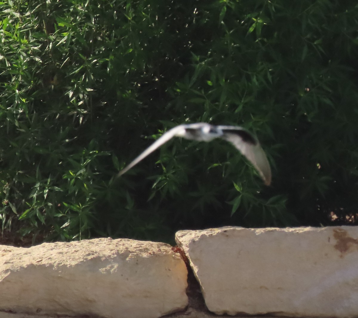 White-winged Tern - ML482294131