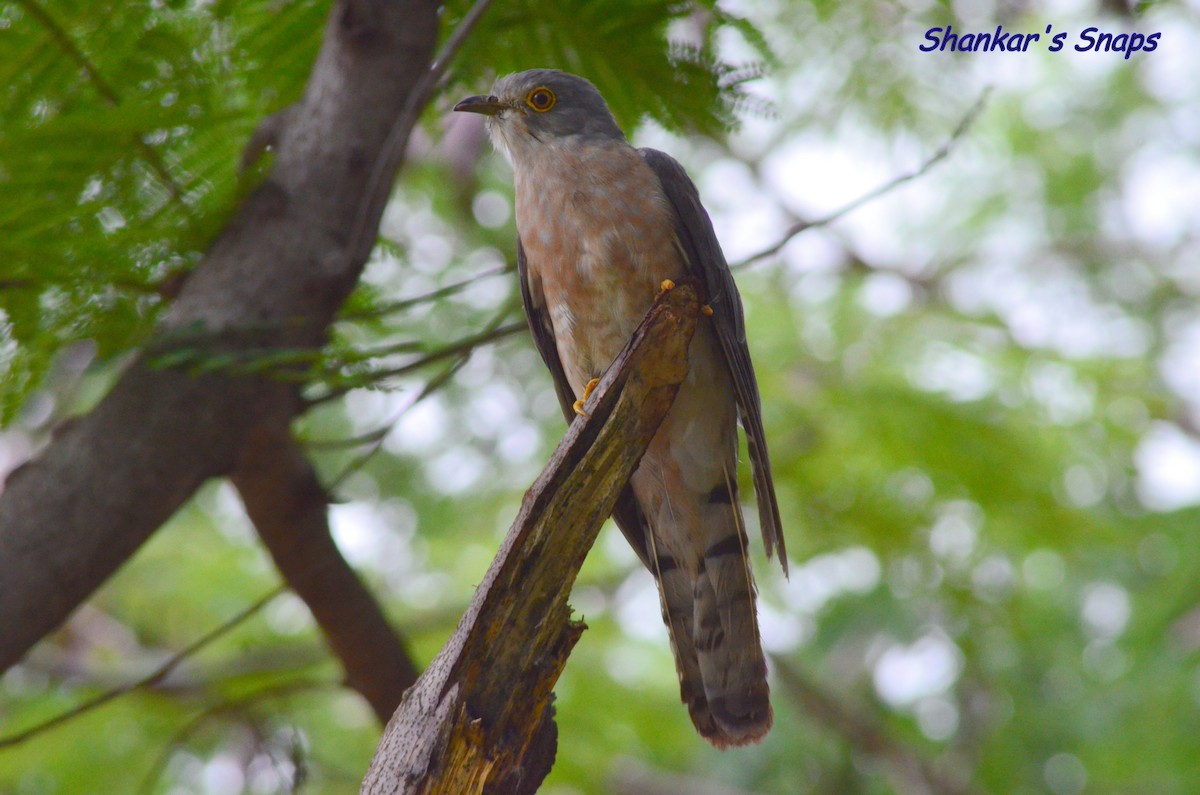 Common Hawk-Cuckoo - Vinay Shankar