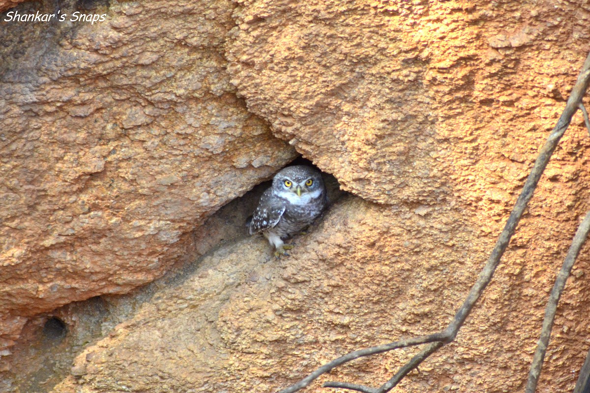 Spotted Owlet - Vinay Shankar
