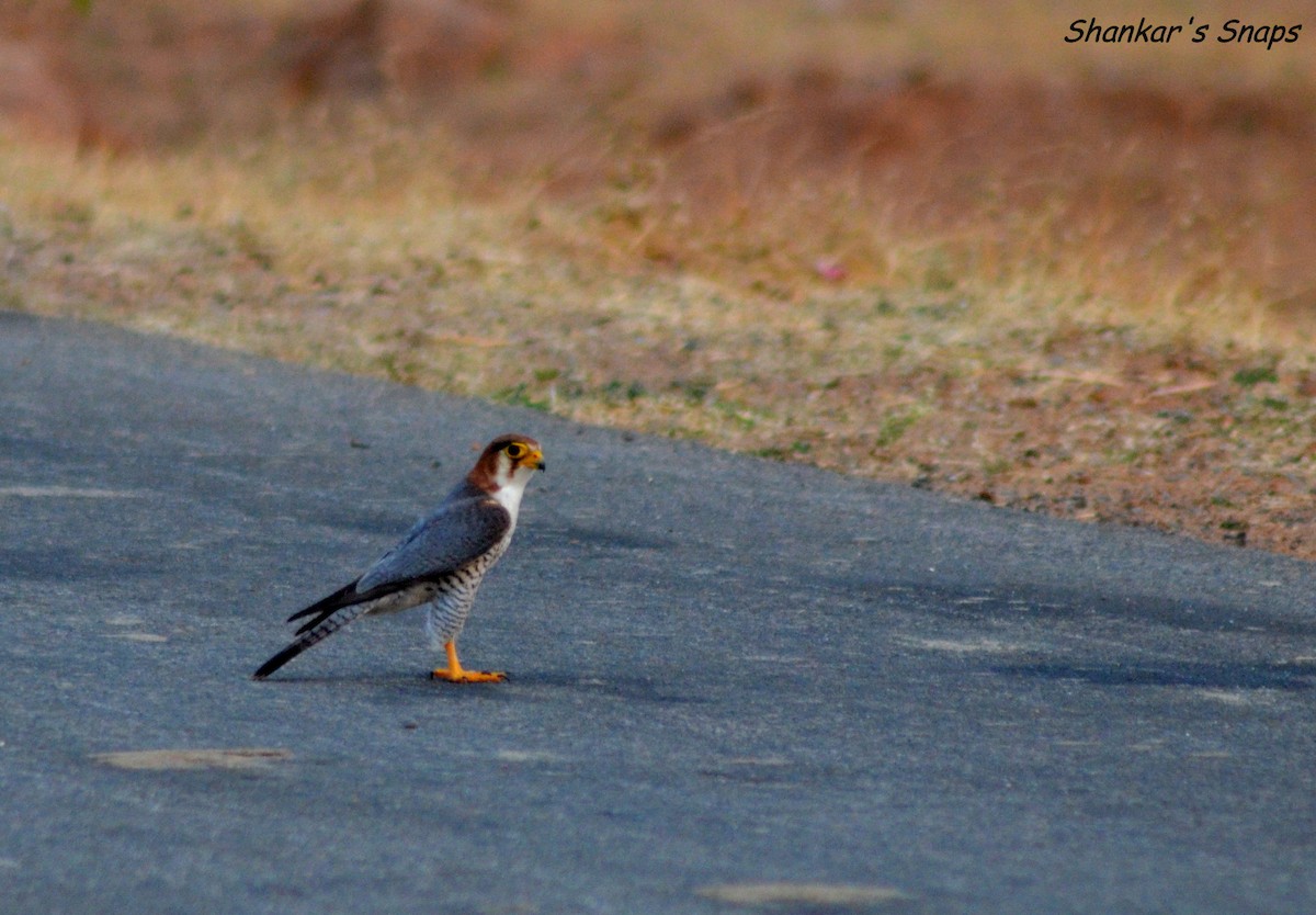 Red-necked Falcon - Vinay Shankar