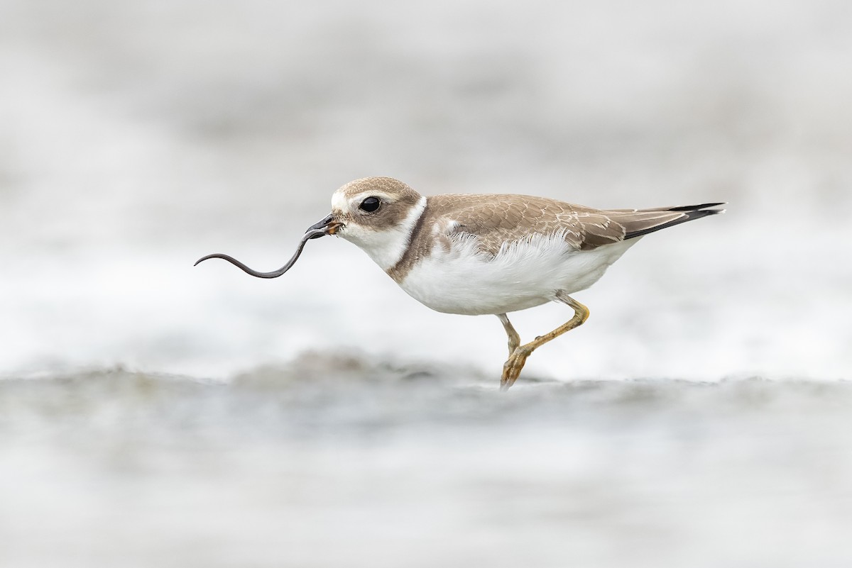 Semipalmated Plover - ML482297751