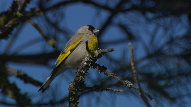 Lawrence's Goldfinch - ML482299