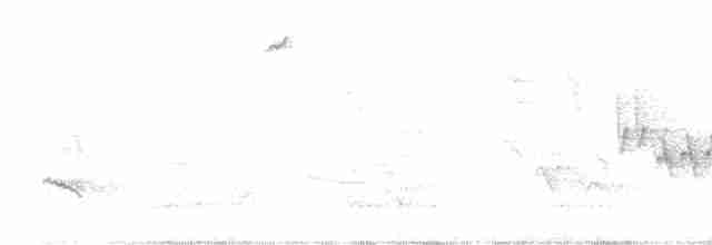 Weißflanken-Ameisenschlüpfer - ML482299021