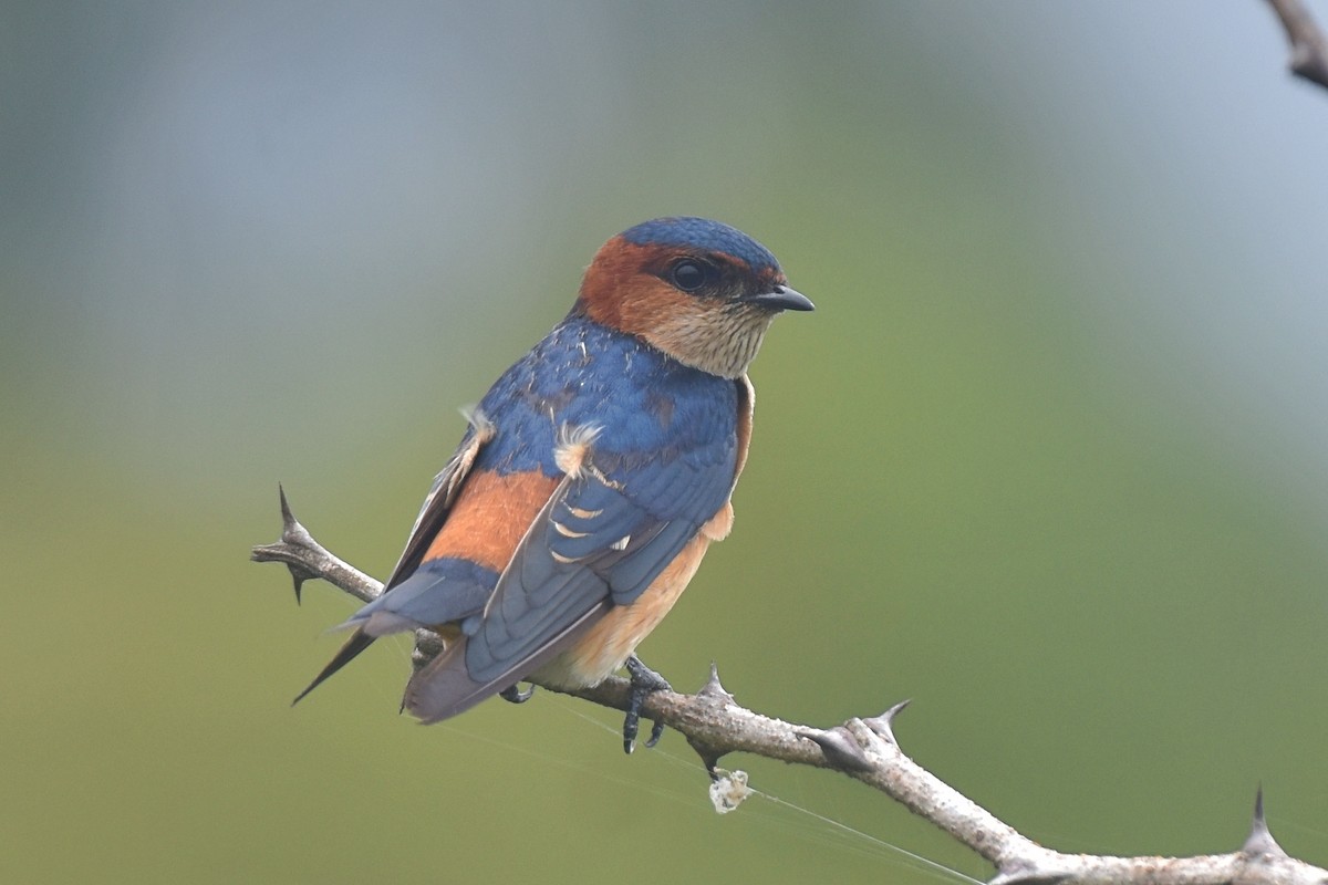 Red-rumped Swallow - ML482304071