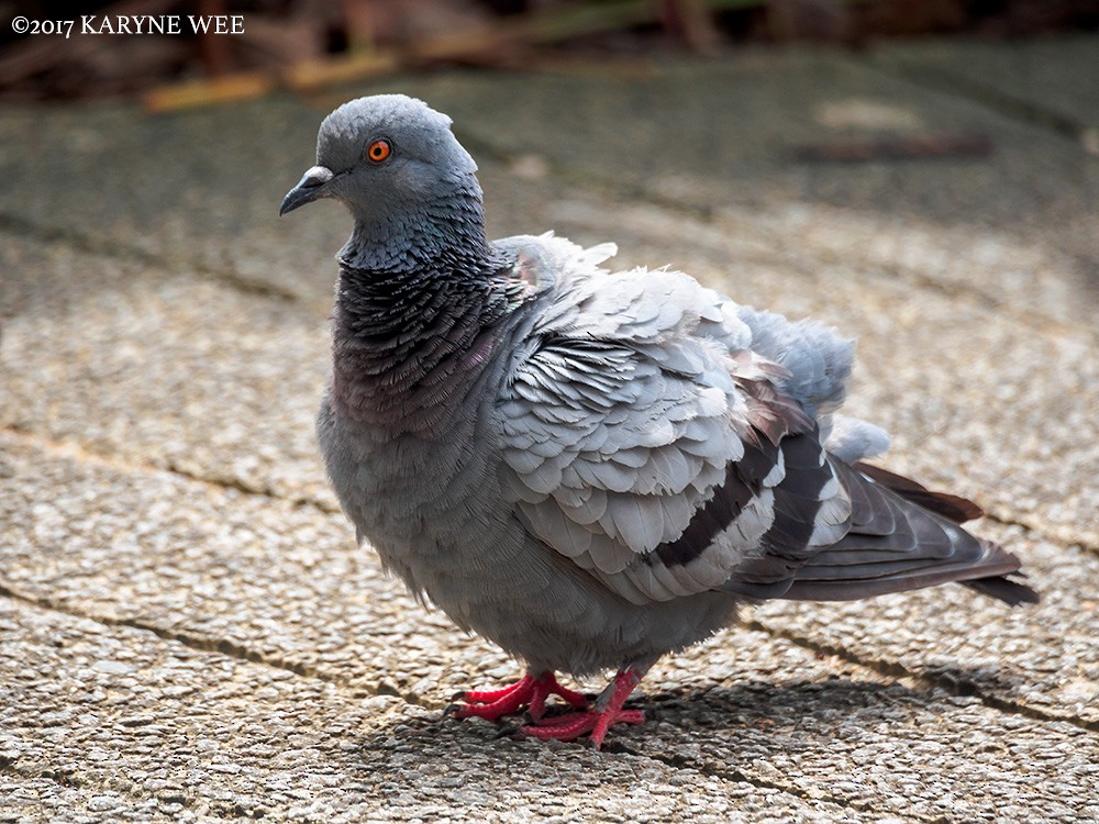 Rock Pigeon (Feral Pigeon) - Karyne Wee