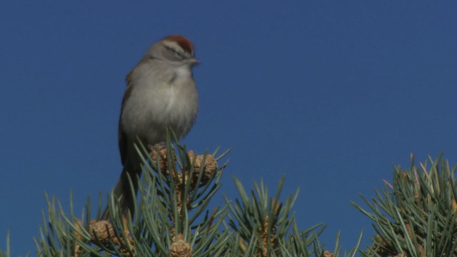 Chipping Sparrow - ML482305