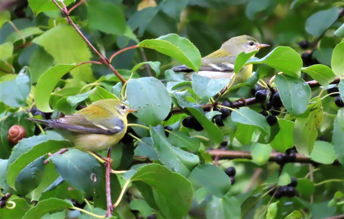 eBird Checklist 7 Sep 2022 PN de l'ÎledelaVisitation 39